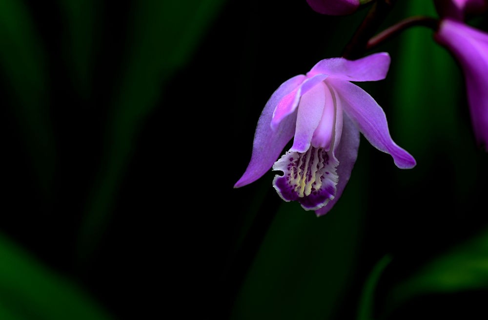 朵朵小花招人爱  二