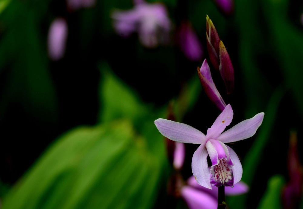 朵朵小花招人爱  二