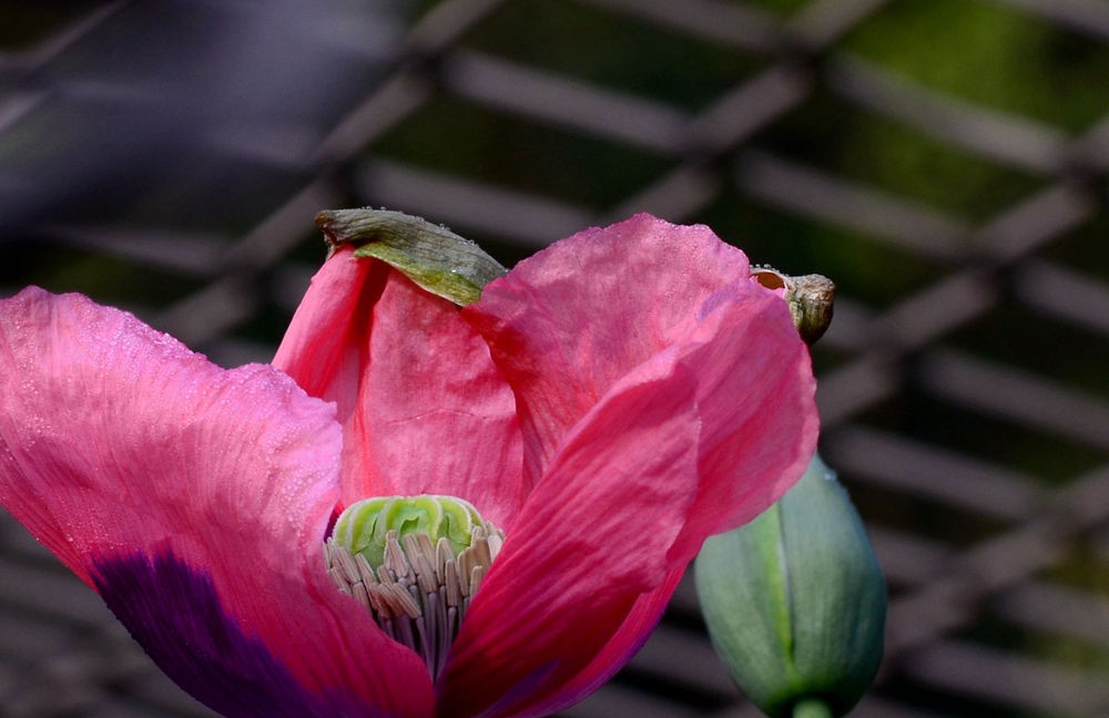 致命的美丽  罂粟