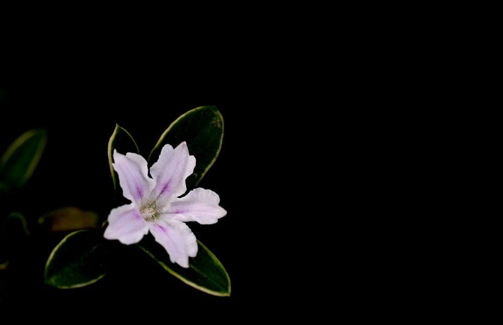 素洁淡雅     六月雪