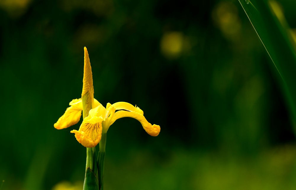 含苞欲放的黄昌蒲