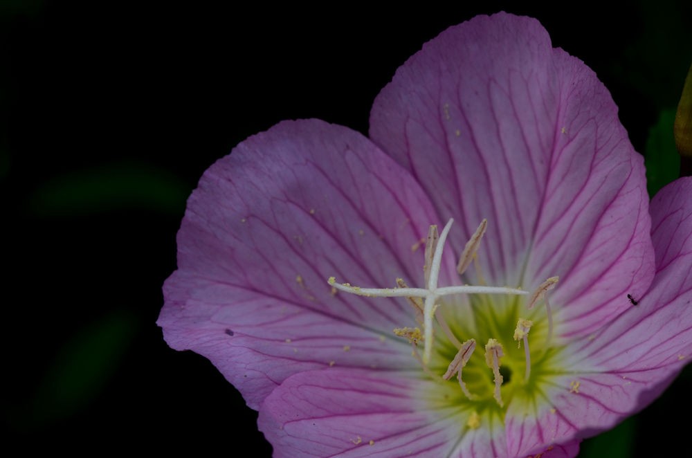 清新淡雅月见草