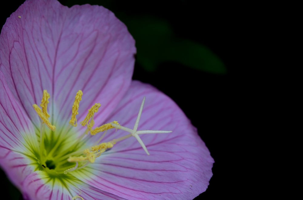 清新淡雅月见草