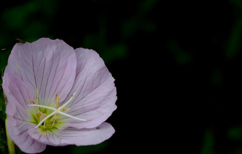 清新淡雅月见草