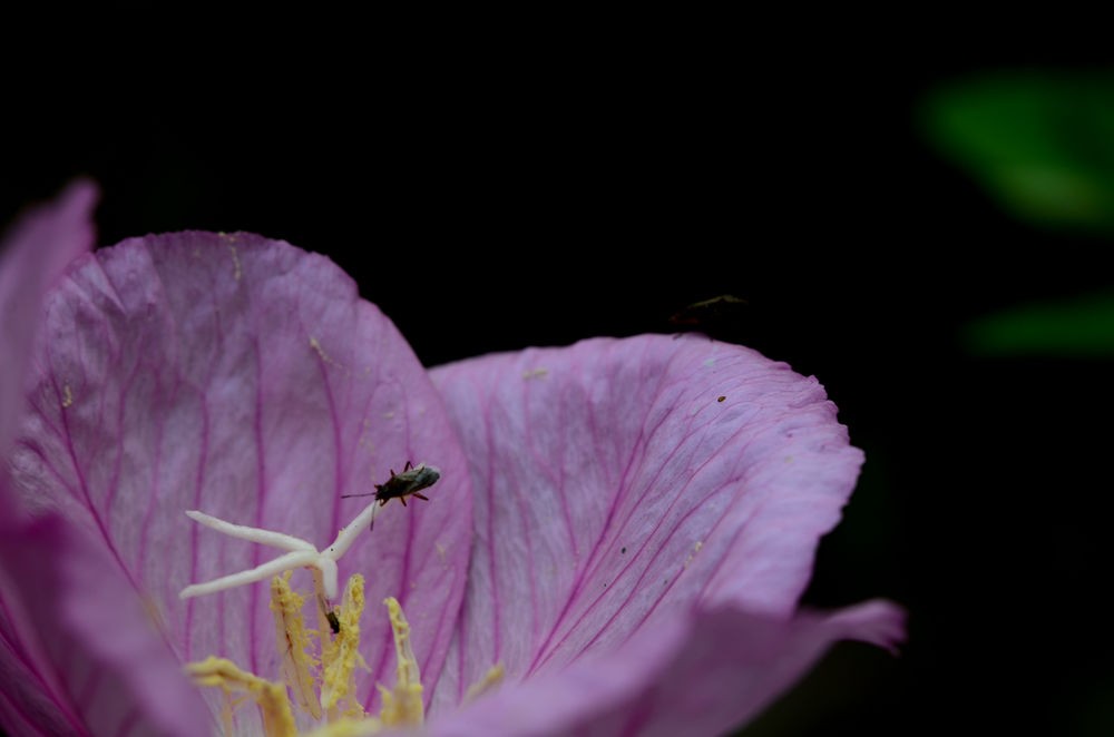 清新淡雅月见草