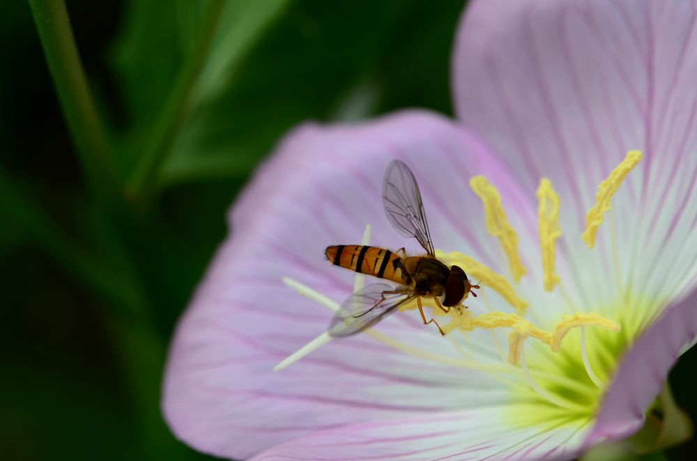 清新淡雅月见草