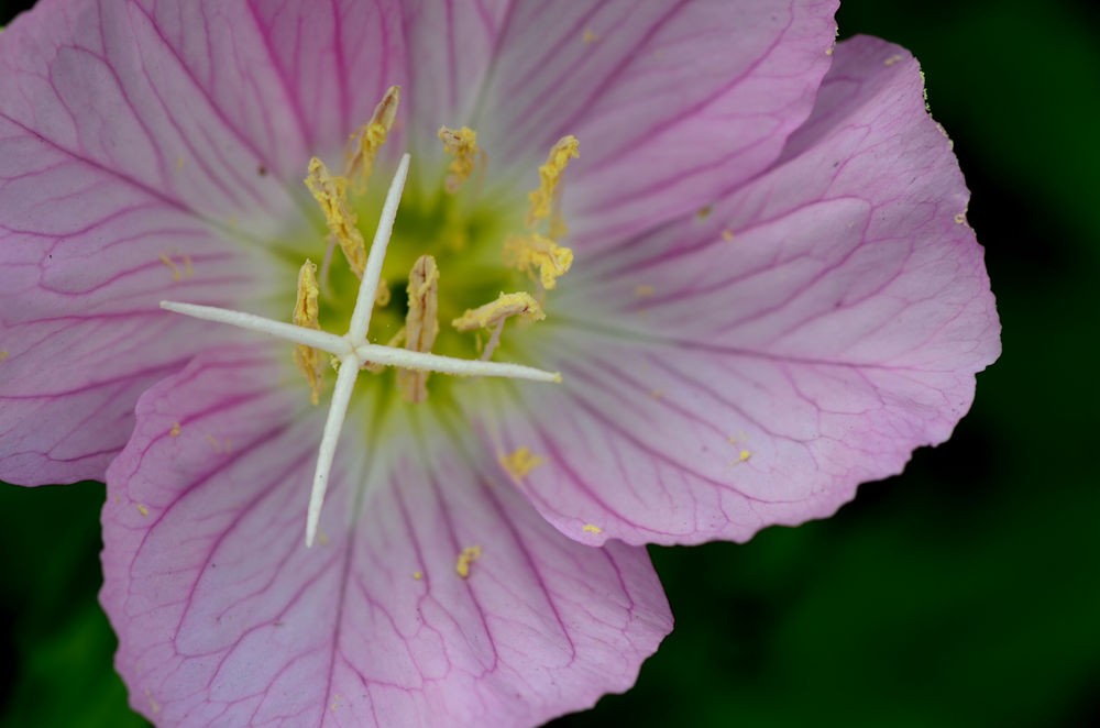 清新淡雅月见草