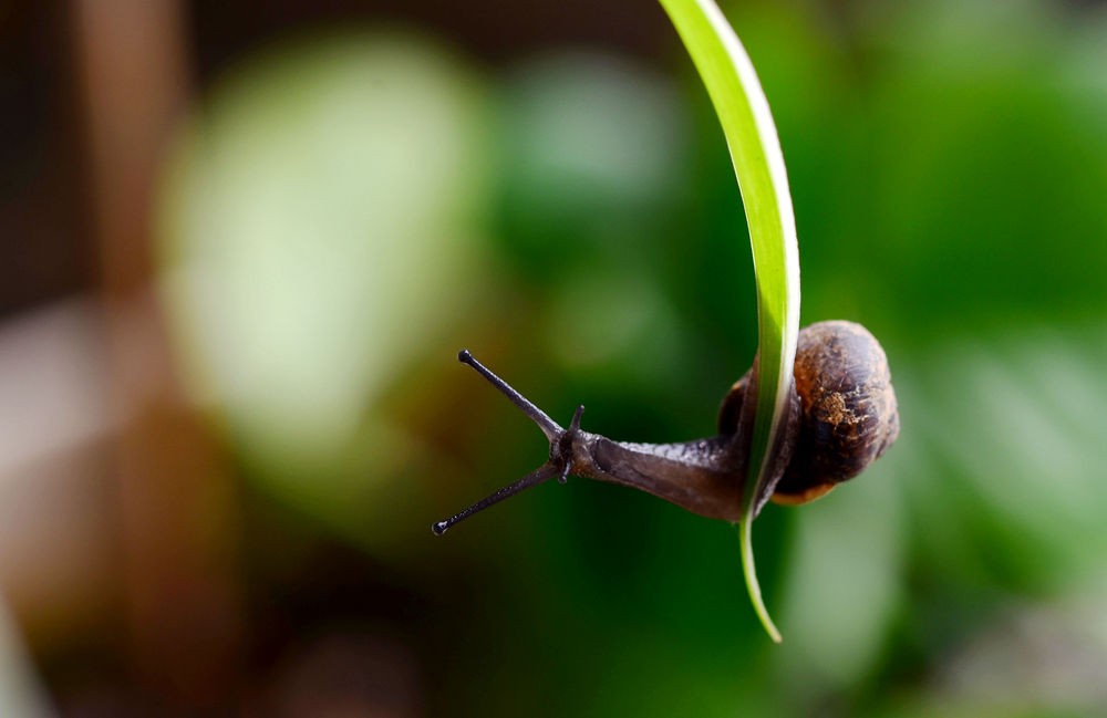 优雅的蜗牛
