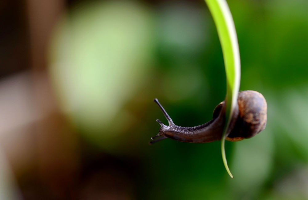 优雅的蜗牛