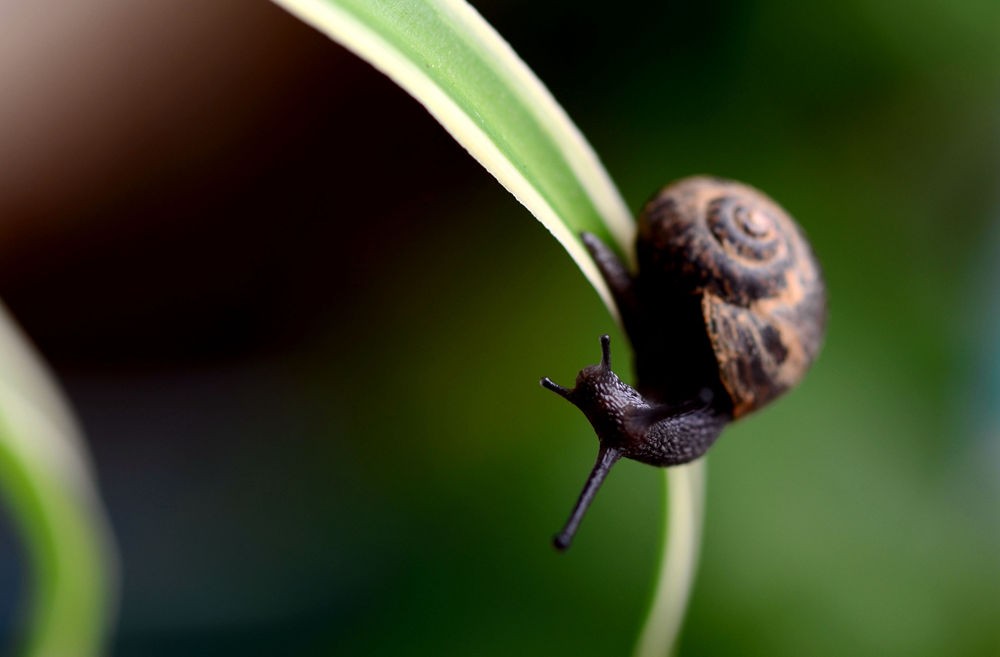 优雅的蜗牛