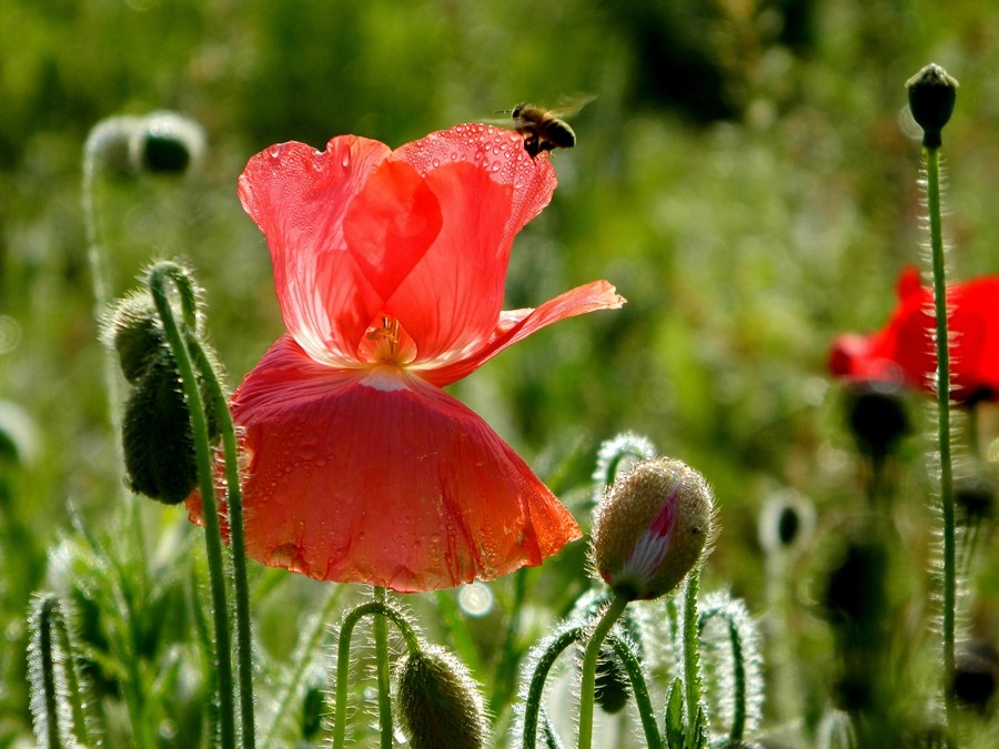 虞美人花 (1).jpg