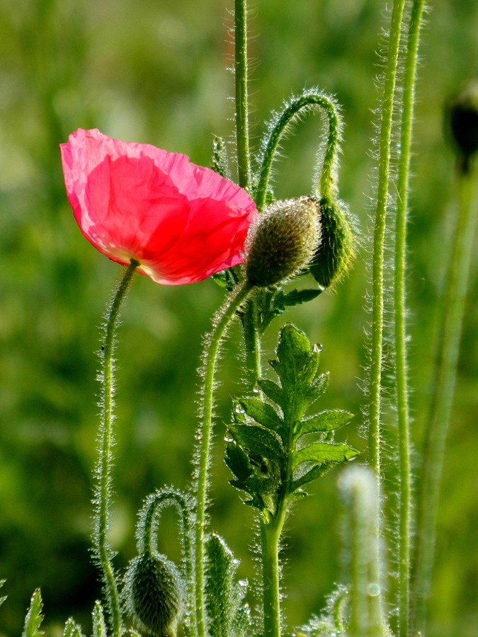 虞美人花 (4).jpg