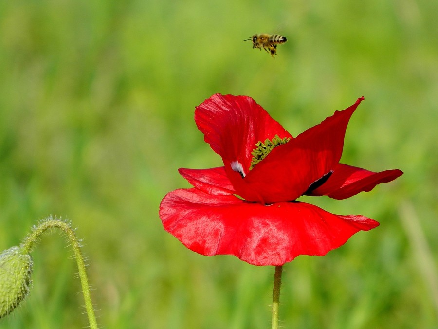 虞美人花 (5).jpg