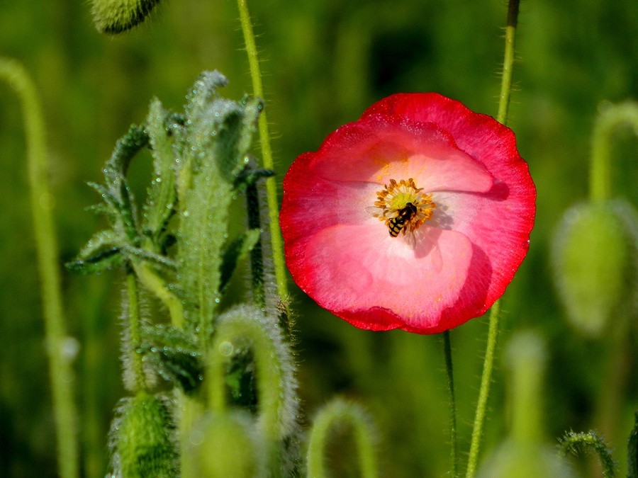 虞美人花 (7).jpg