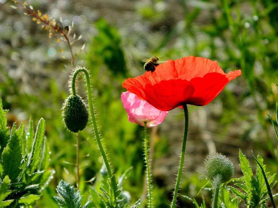 虞美人花 (9).jpg
