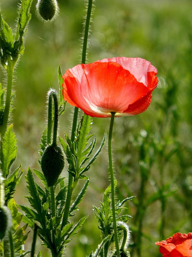 虞美人花 (10).jpg