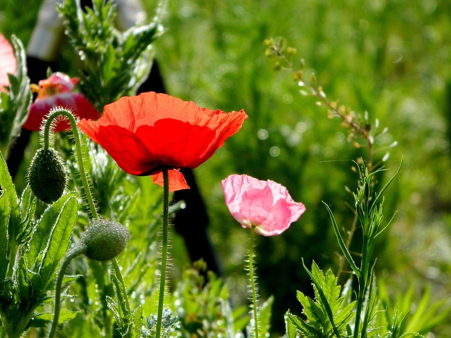 虞美人花 (11).jpg