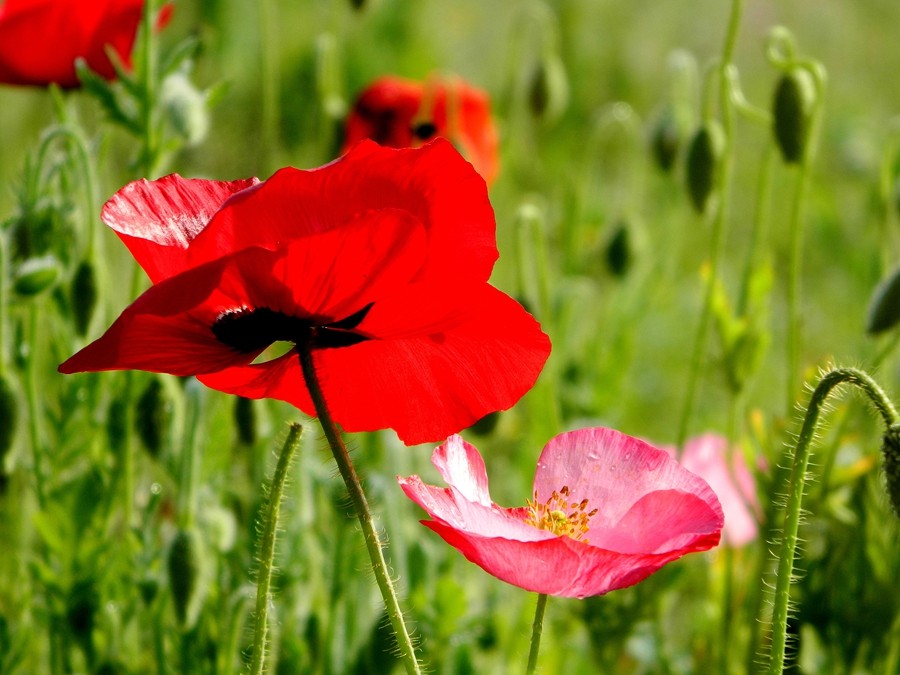 虞美人花 (13).jpg