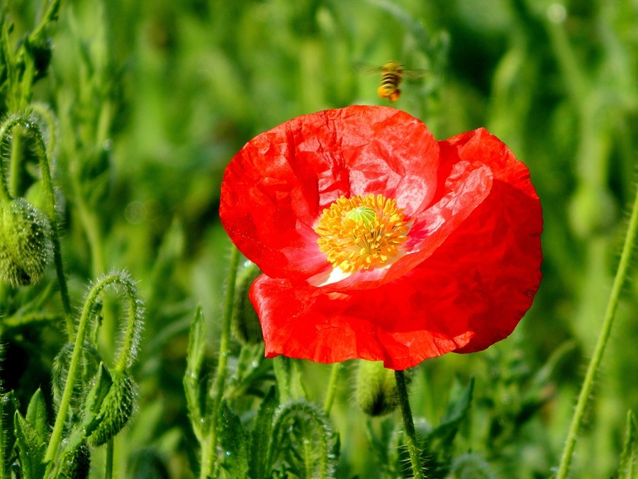 虞美人花 (14).jpg