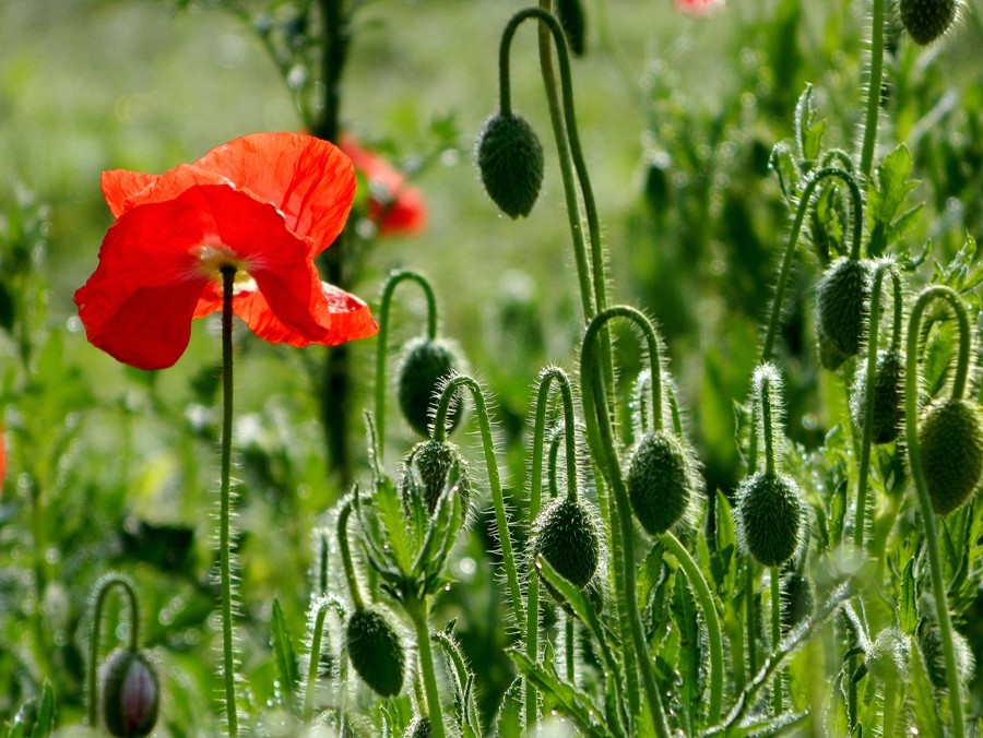 虞美人花 (15).jpg