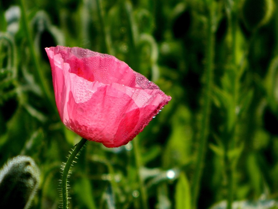 虞美人花 (16).jpg