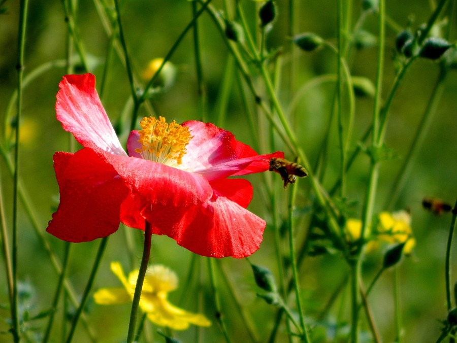 虞美人花 (17).jpg