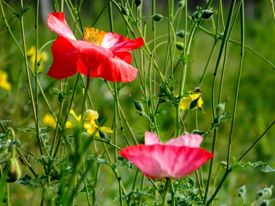 虞美人花 (18).jpg