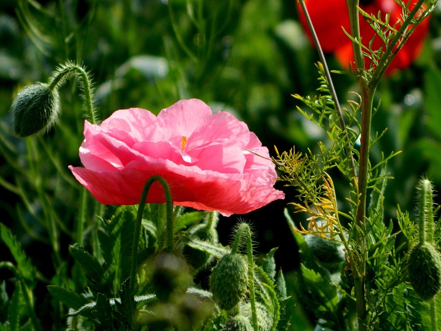 虞美人花 (19).jpg