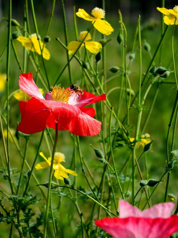 虞美人花 (20).jpg
