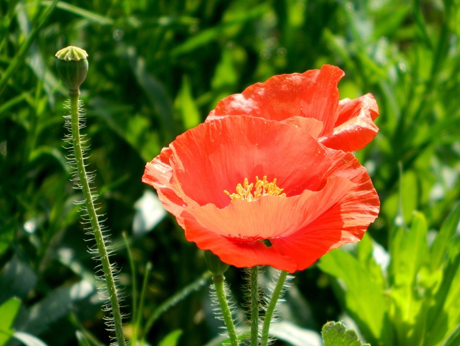 虞美人花 (21).jpg