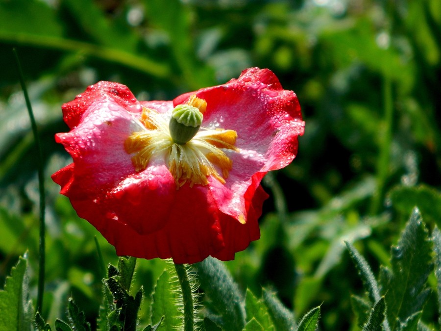 虞美人花 (22).jpg