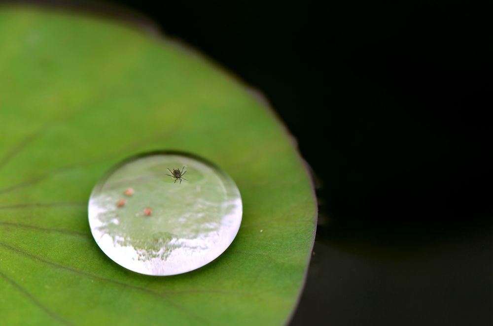 水珠里的昆虫