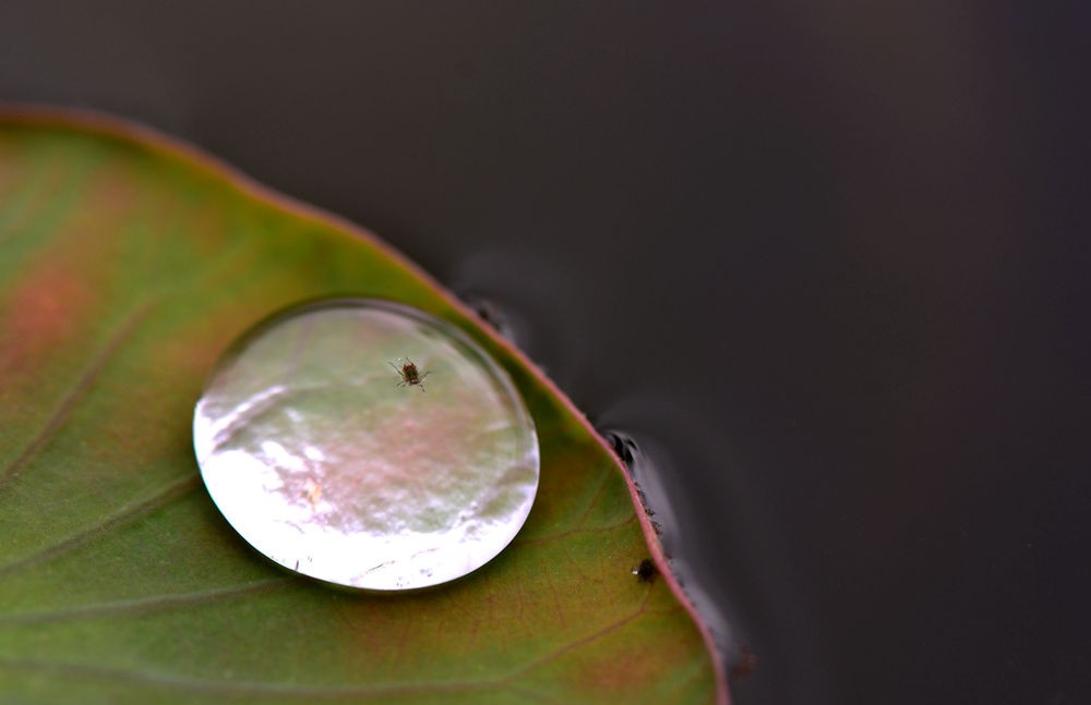 水珠里的昆虫