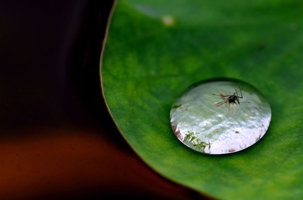 水珠里的昆虫