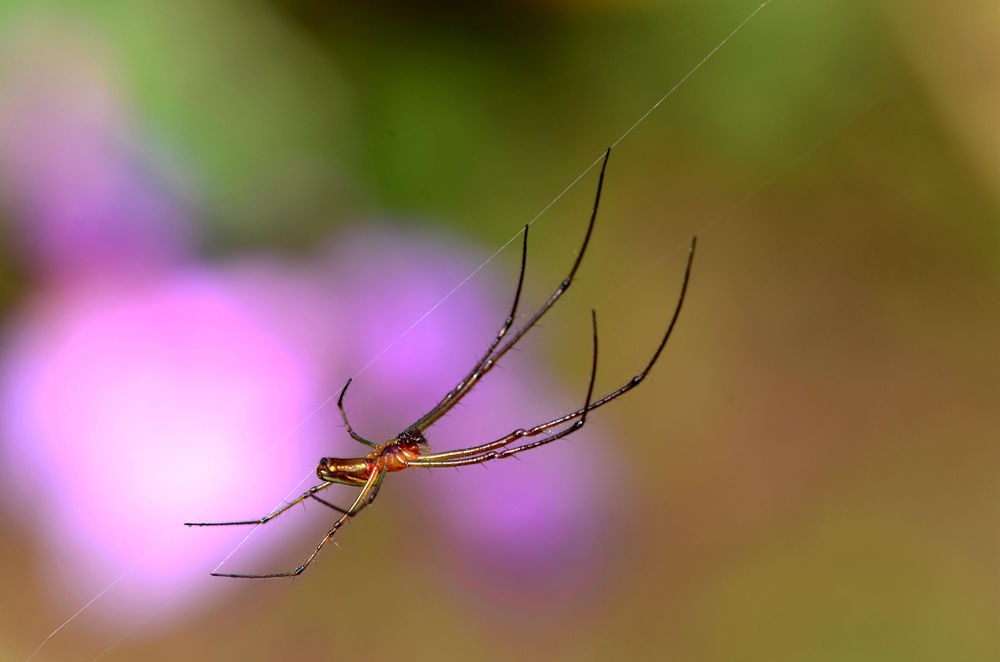 网络高手----蜘蛛