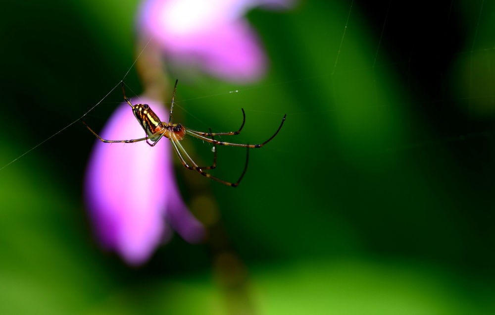 网络高手----蜘蛛