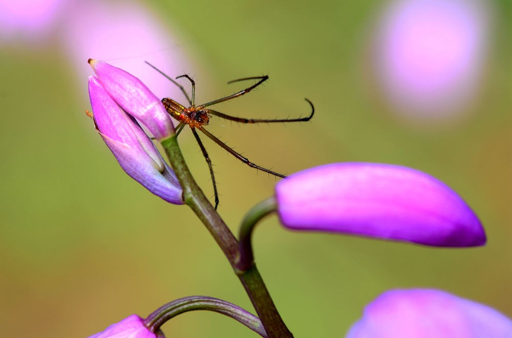 网络高手----蜘蛛