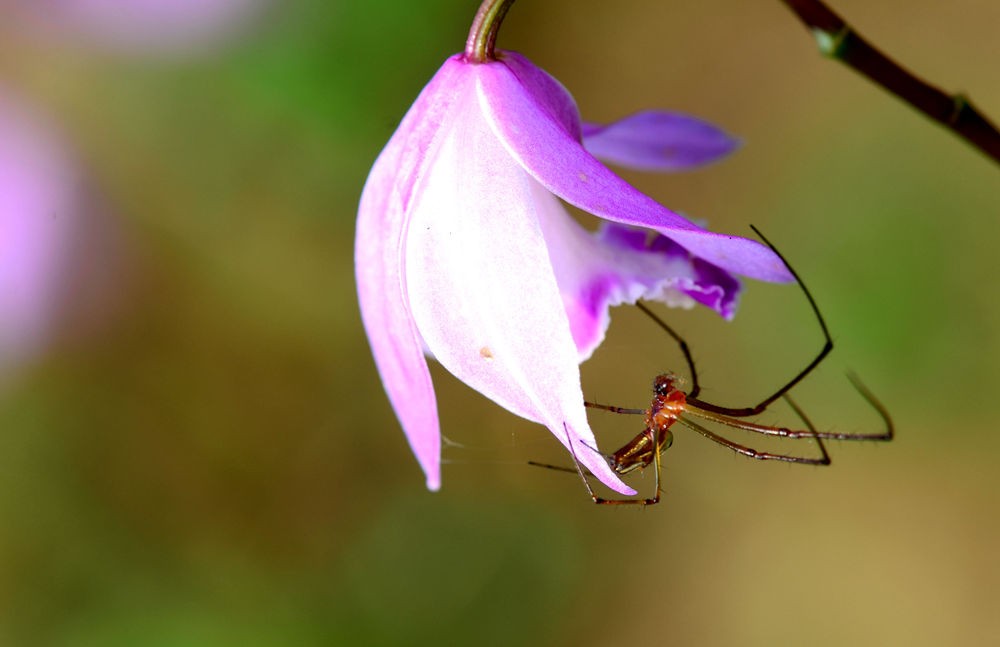 网络高手----蜘蛛
