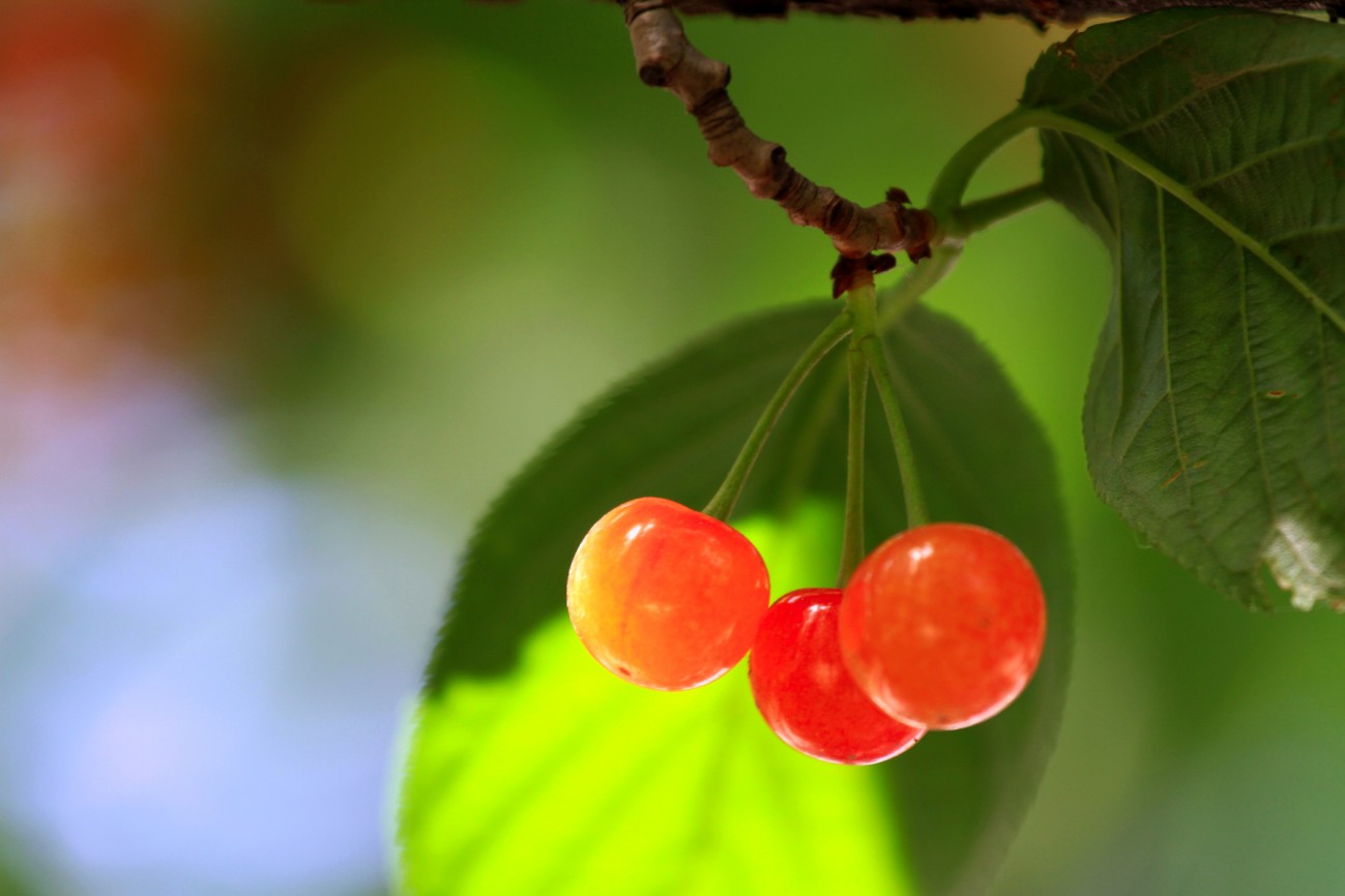 樱桃-2（300像素）.jpg