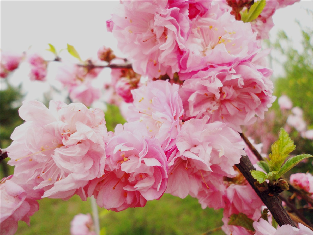 DSC00450_副本1.jpg