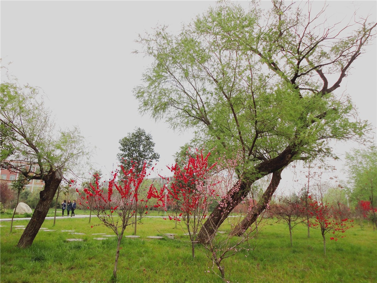 DSC00534_副本1.jpg