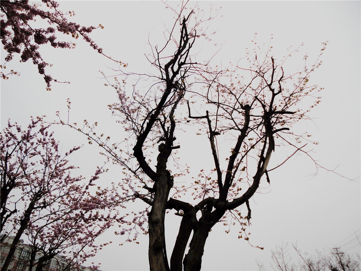 DSC00613_副本1.jpg