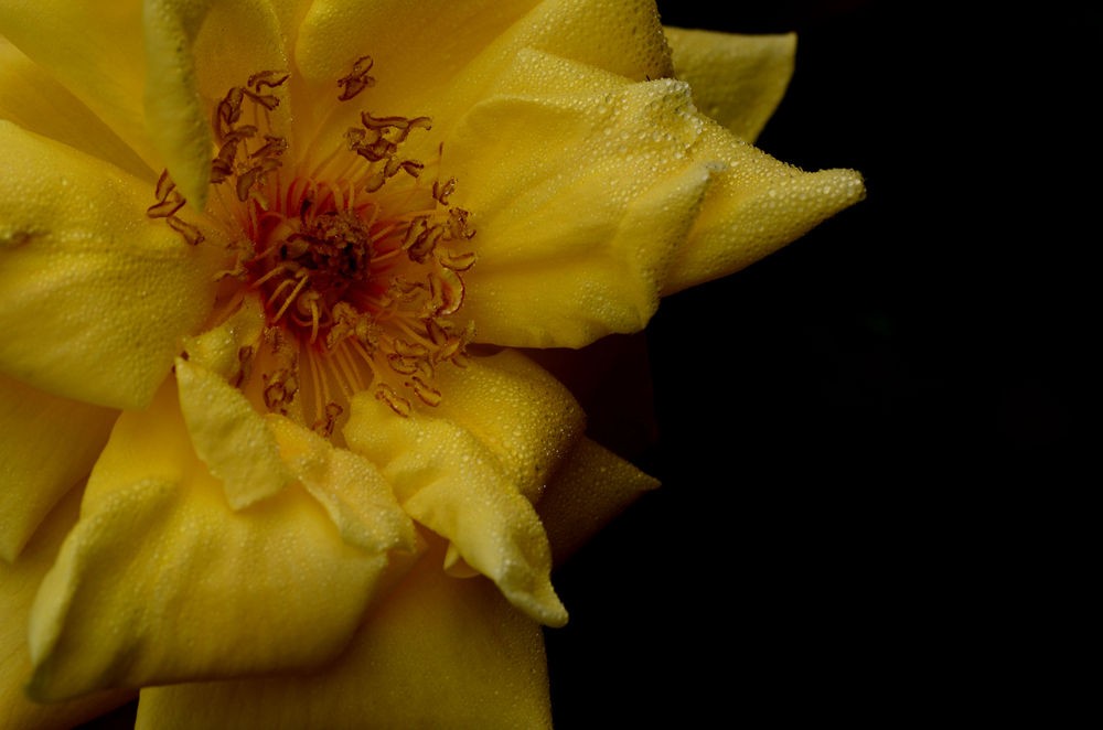 雨后黄色月季花