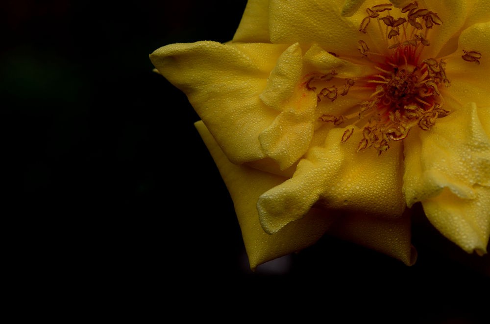 雨后黄色月季花