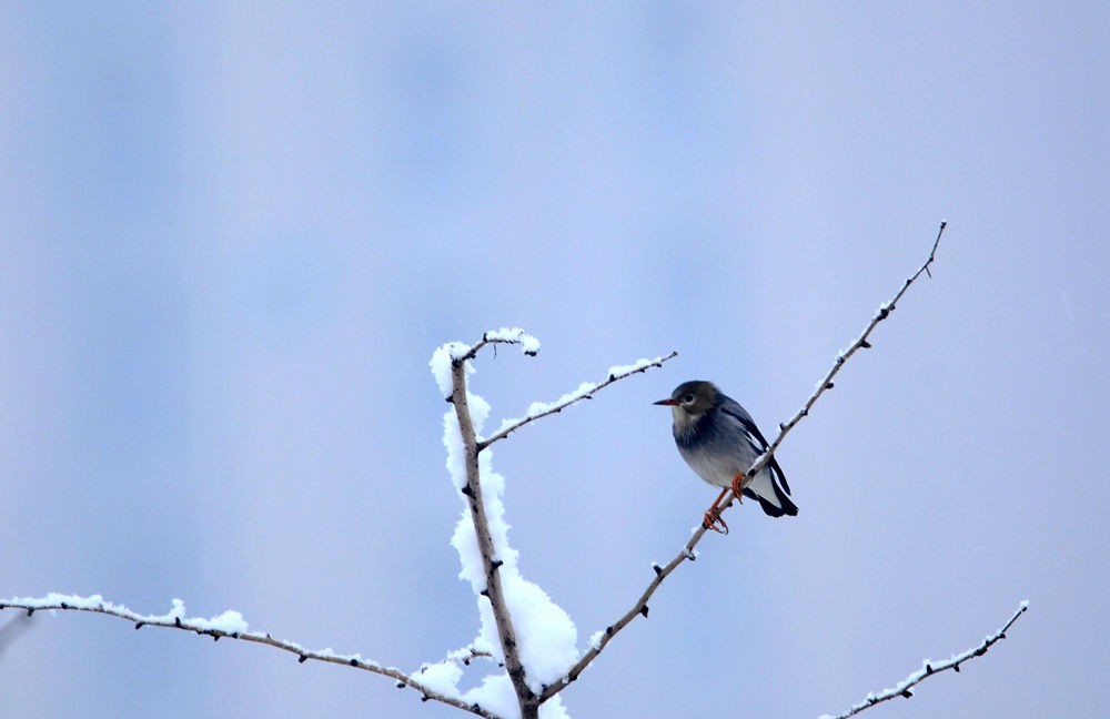 雪后丝光椋鸟