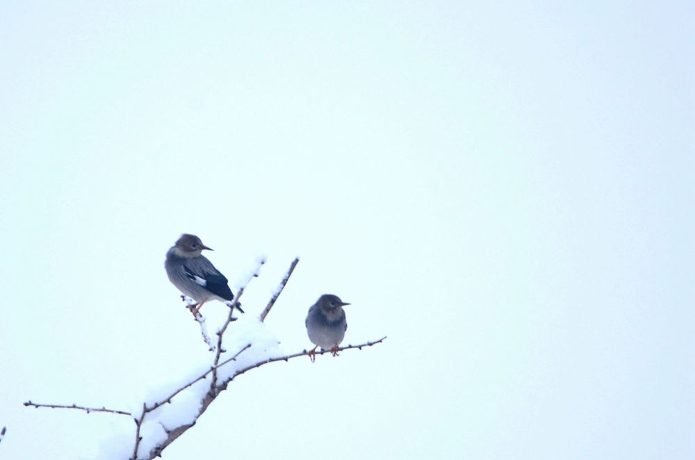 雪后丝光椋鸟