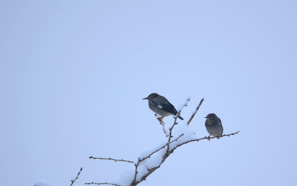 雪后丝光椋鸟