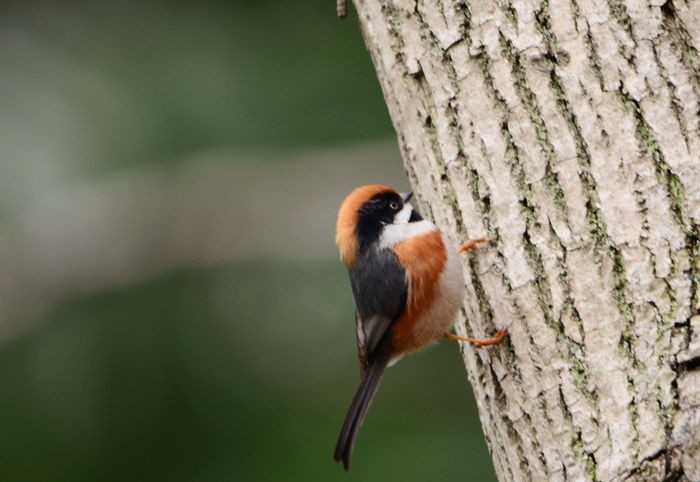 好动的红头山雀