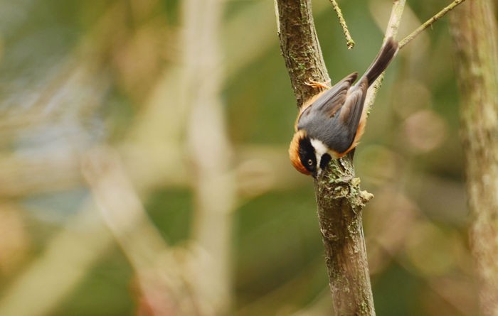 好动的红头山雀