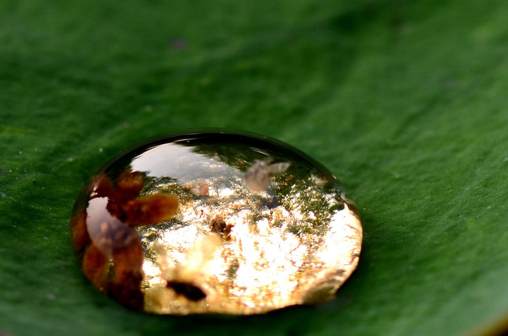 荷叶上的水珠